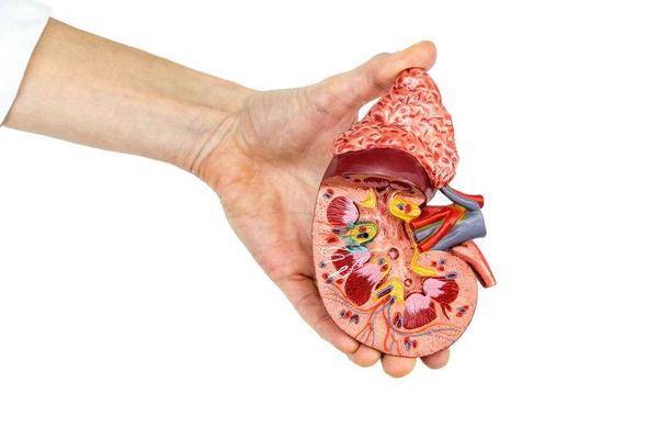 症状|很多人之所以患上肾衰竭，其实原因是自己“作”出来的