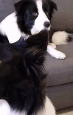 玩具嫉妒使狗狗面目全非！