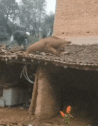 200_258gif 动态图 动图