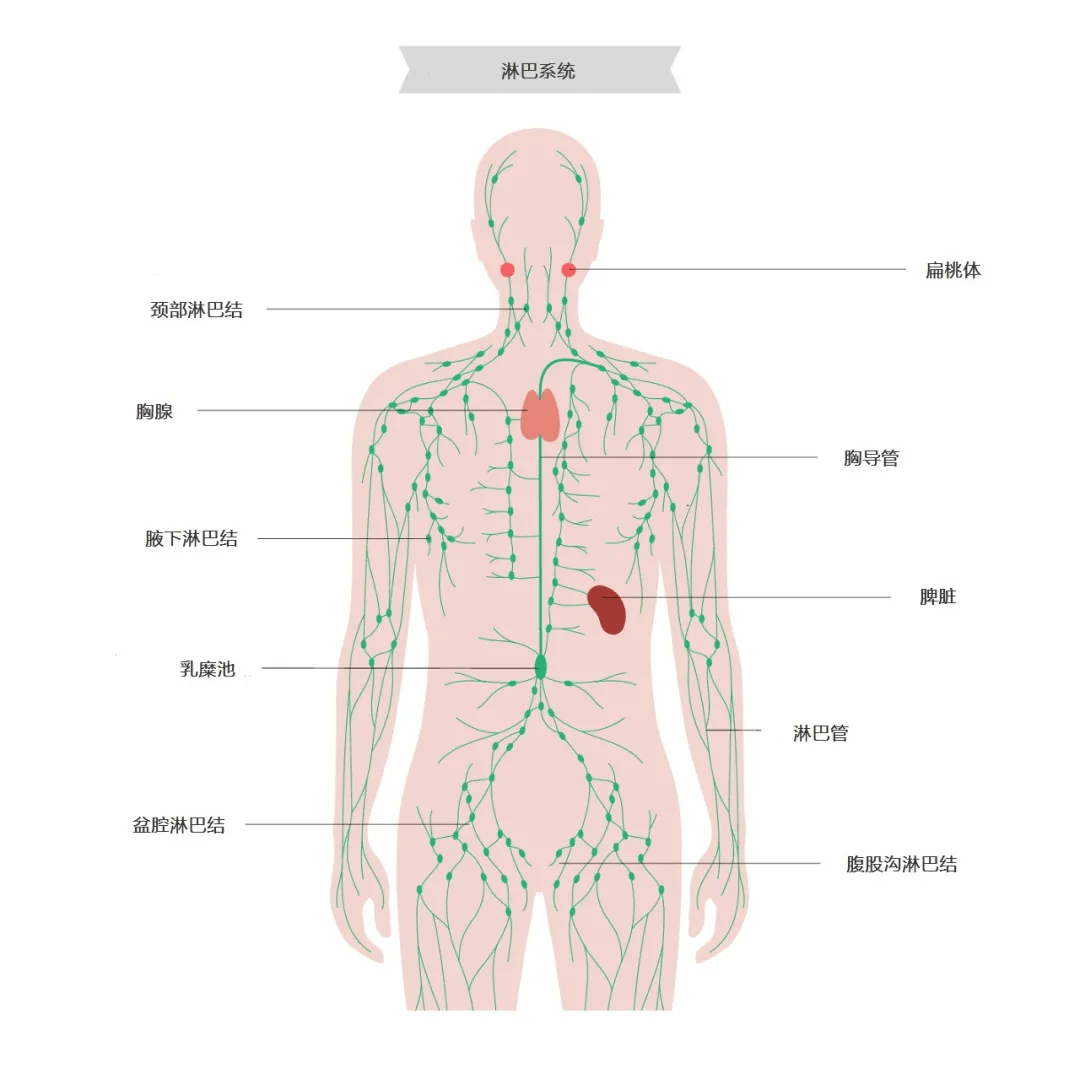 8大淋巴具体位置图片