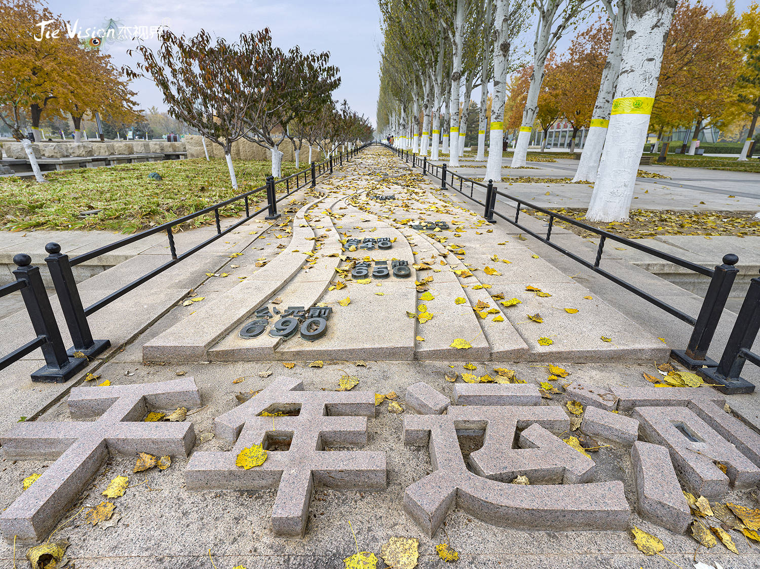 文化|北京通州有一棵网红树！少男少女都来此打卡 居然还不收门票 大运河文化园