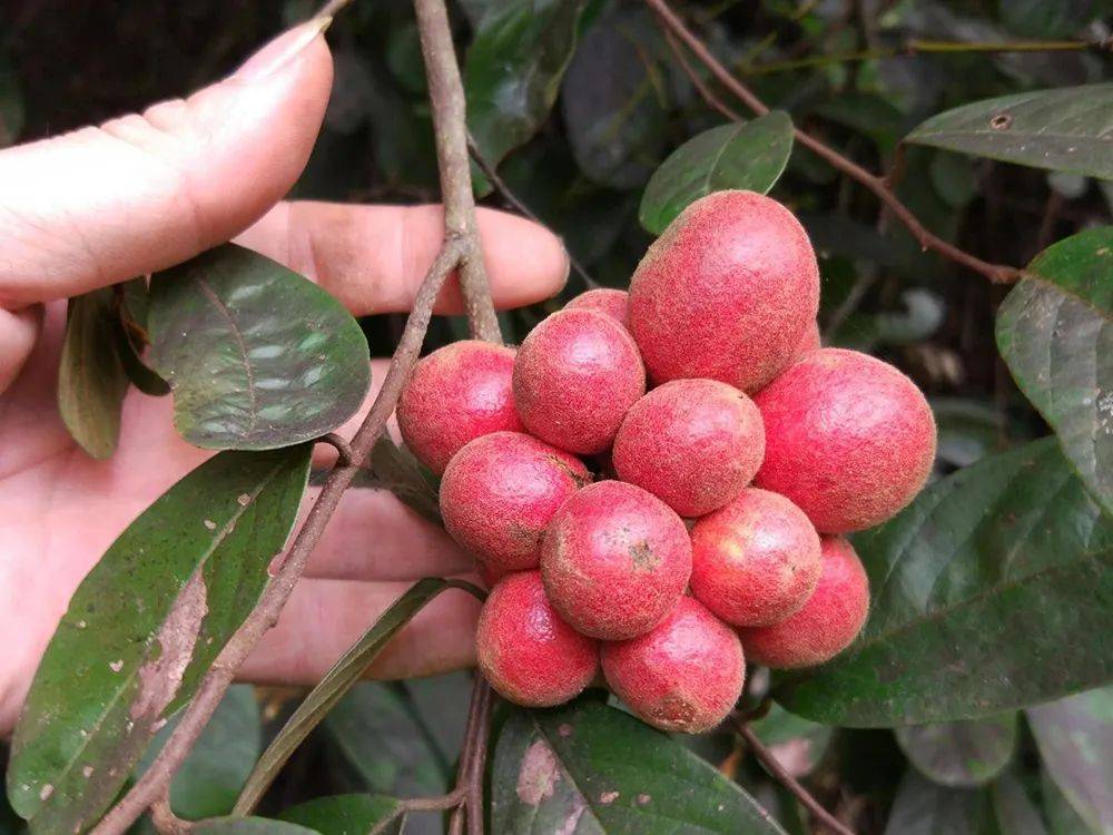 酷似荔枝,曾是农村娃的零食,一摘几十斤,如今50元一斤成稀罕货_野果