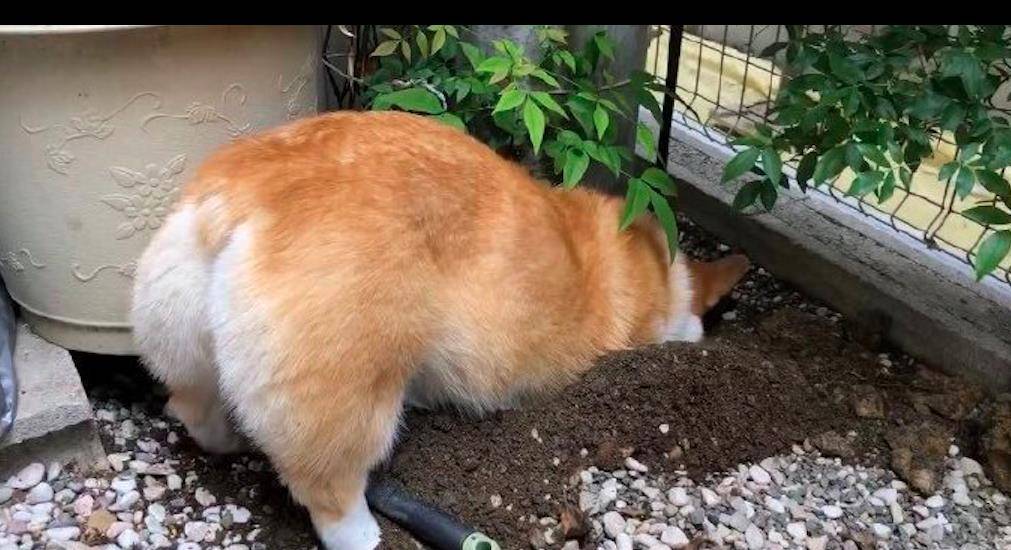挖土狗狗在院子里挖洞，爪子鼻子上全都是土，名不虚传的挖土基呀