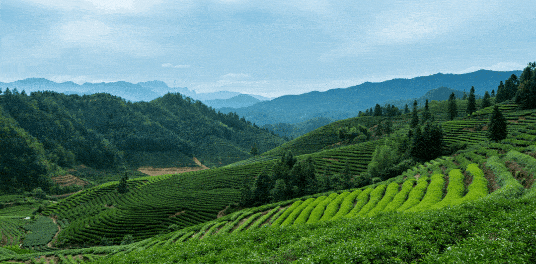 除了上述几大"因茶而兴"的旅游胜地外,江苏洞庭山,安徽祁门,福建武夷