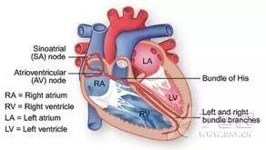node|窦性心律：没你想得那么简单