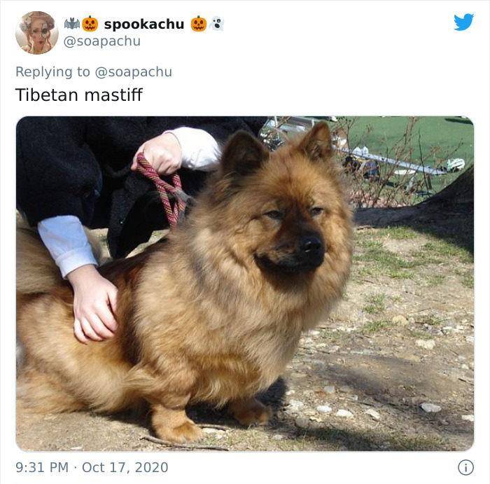 公车柯基超强短腿基因惹上就逃不掉，连獒犬都变低底盘公车