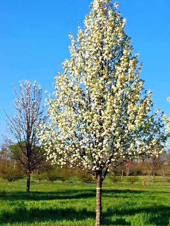 彩叶豆梨春季满树白花,立秋后红叶满冠,蔚为壮观_土壤层