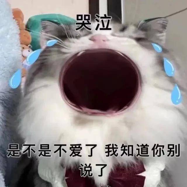 猫咪张大嘴哭表情包全集