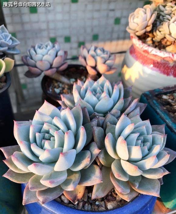 多肉养不活 90 的原因是浇水导致 养多肉 怕就怕在浇水 水分