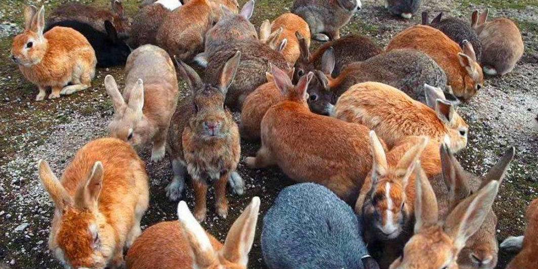 原创四川人1年吃掉近3亿只兔！澳大利亚近百亿只兔，吃也解决不了？