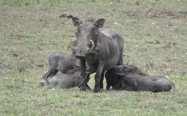 野生动物园|肯尼亚Safari精选 拍摄于2021年11月