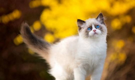 猫咪叫声吸引狗专用 1619944f117a4dafaca1d81ed8302c16.jpeg