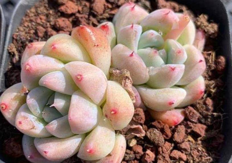 11月养盆多肉西施叶片粉嫩惹人爱养成群生肉墩子真美