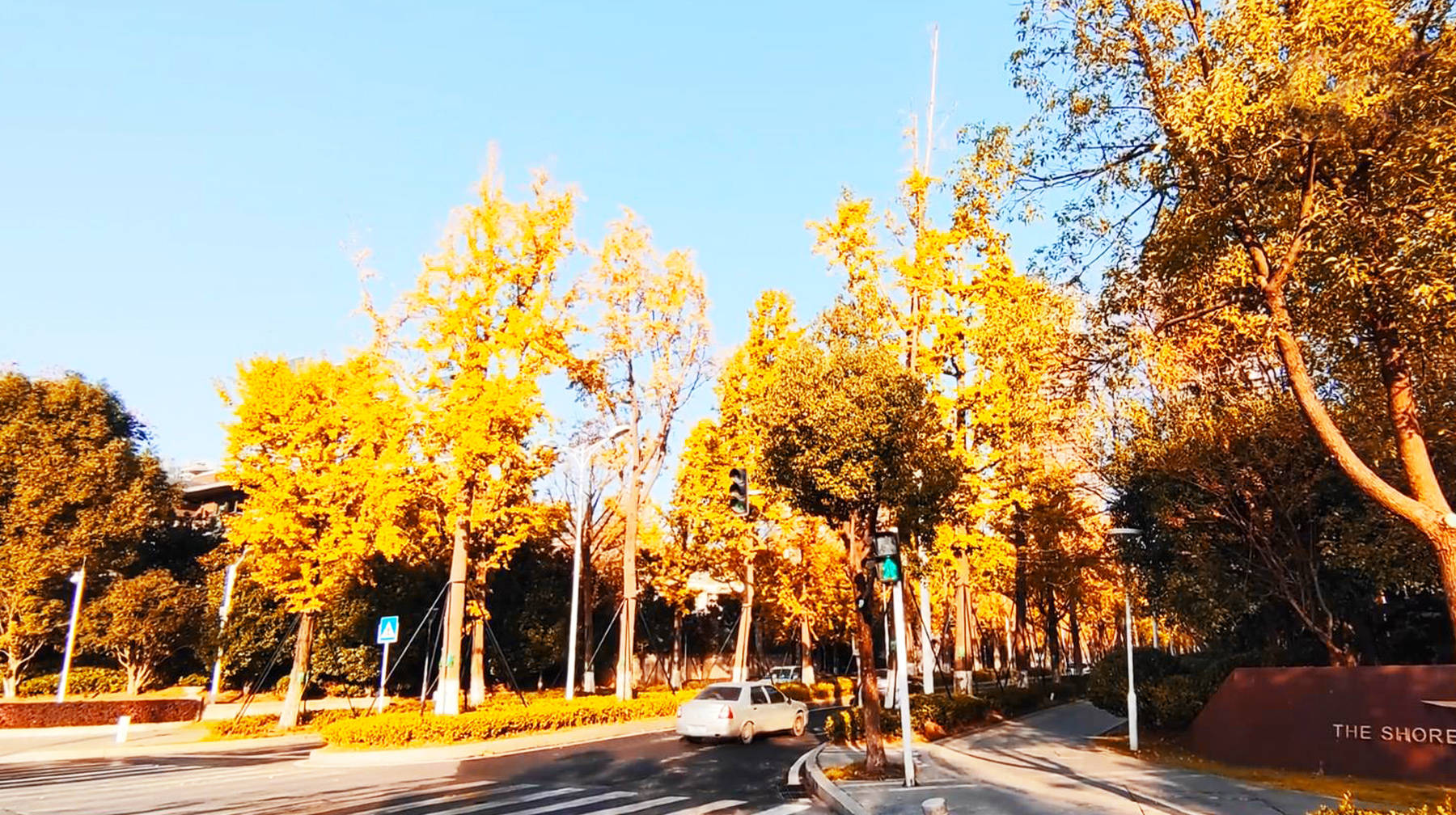 武汉主城区里的银杏树一条街:秋冬时节金黄一片,随拍浪漫风景_原路