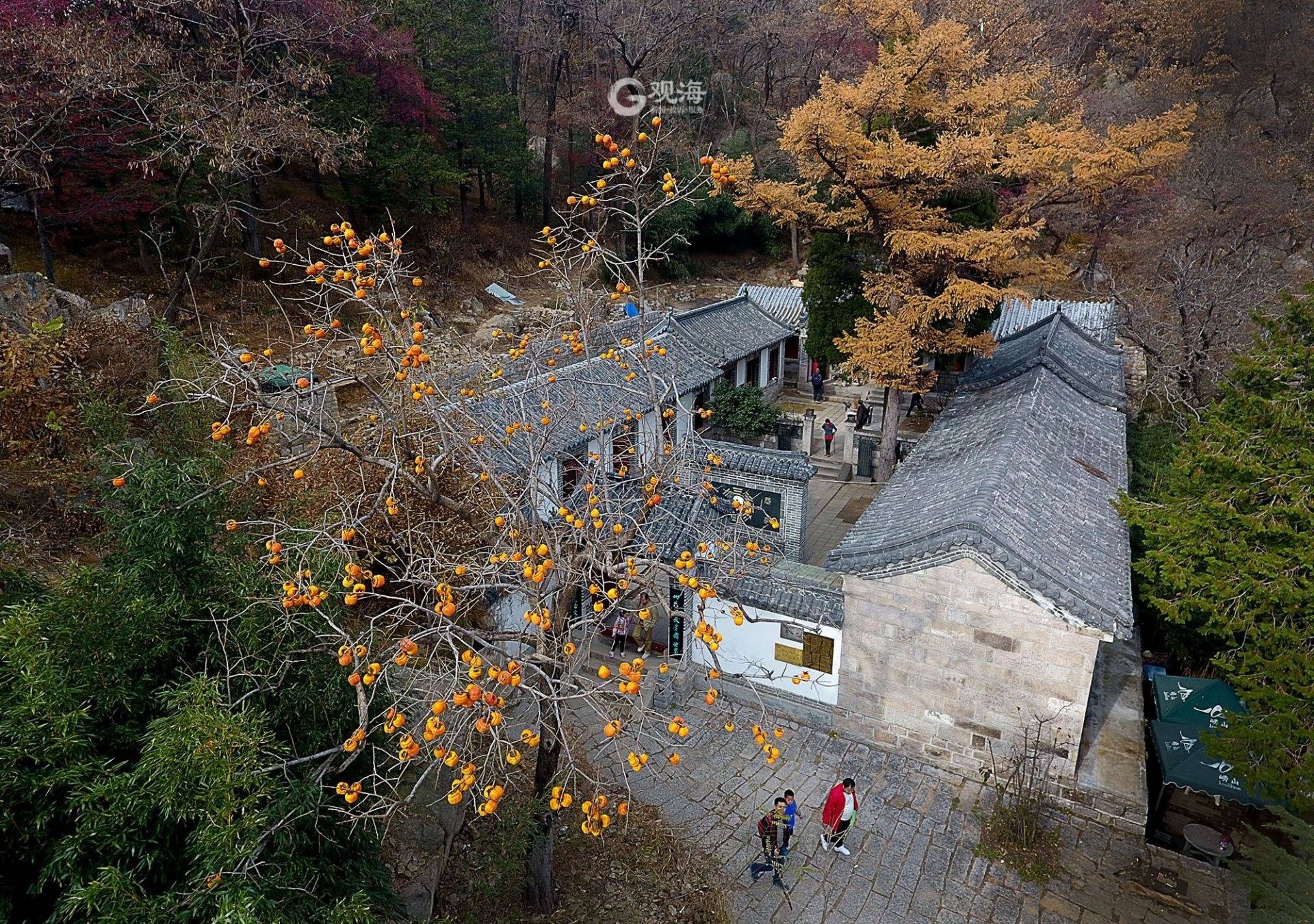 道教|柿子橙黄山楂红银杏黄而竹叶依然绿……冬日修心可去蔚竹庵