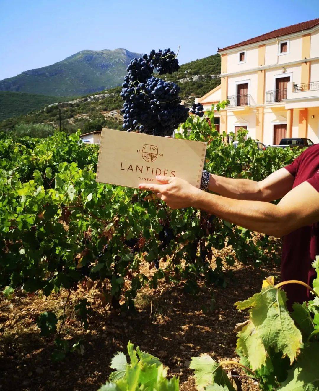 酿酒|尼米亚PDO Nemea | 雄狮之血的生命力