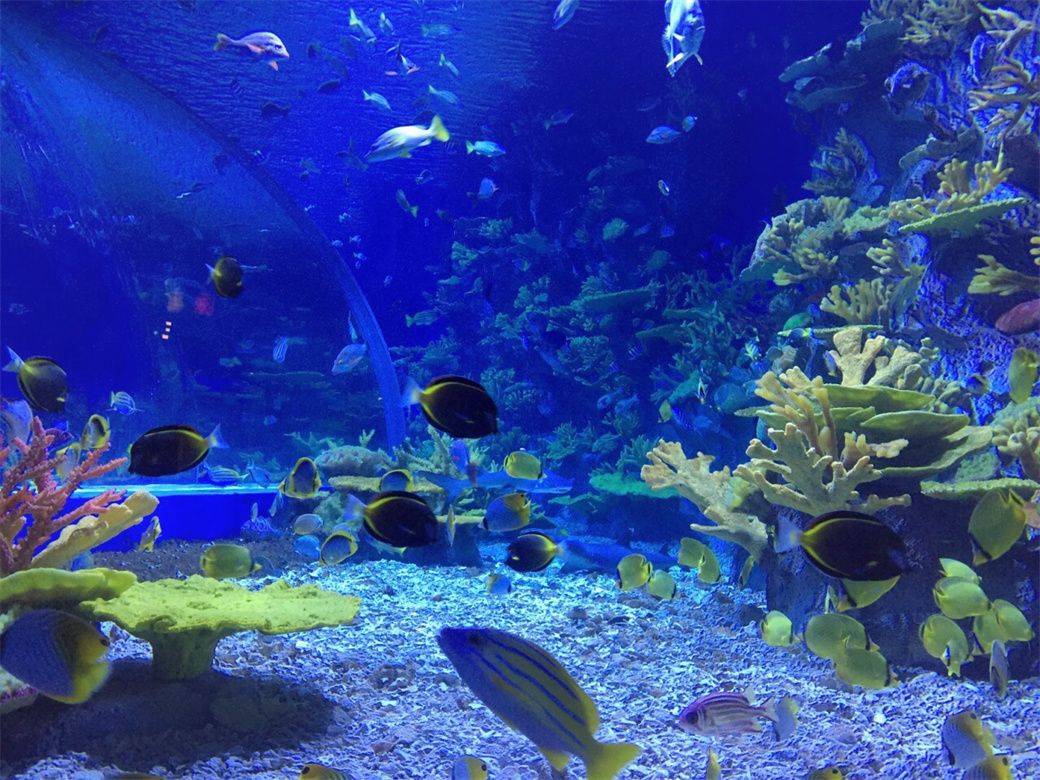 日照海洋公园应该怎么玩,日照旅游亲子游攻略