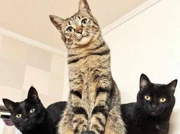 猫咪给猫咪拍照，戏精狸花猫卖萌抢镜，黑喵：认识这二货好丢猫啊！