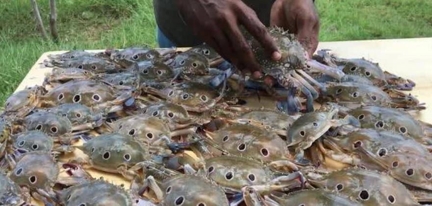 什么|印度小伙用40只螃蟹和100个鸡蛋做菜,网友:看着就没胃口