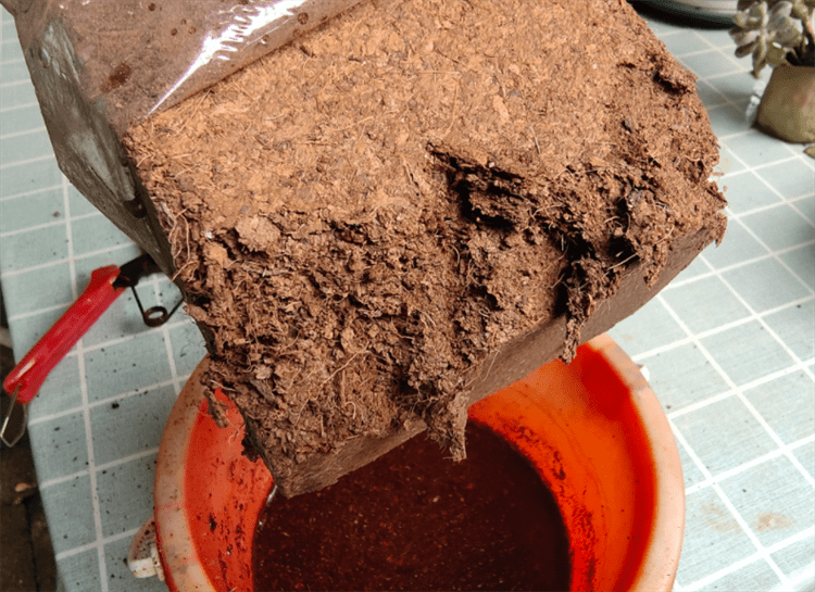 椰砖土适合养什么植物?别乱使用,不然容易沤根腐烂