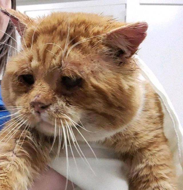 流浪猫大雪下敲窗求救,冻伤濒死才获好心人相助,猫:我快冻死了 流浪猫大雪下敲窗求救,冻伤濒死才获好心人相助,猫:我快冻死了