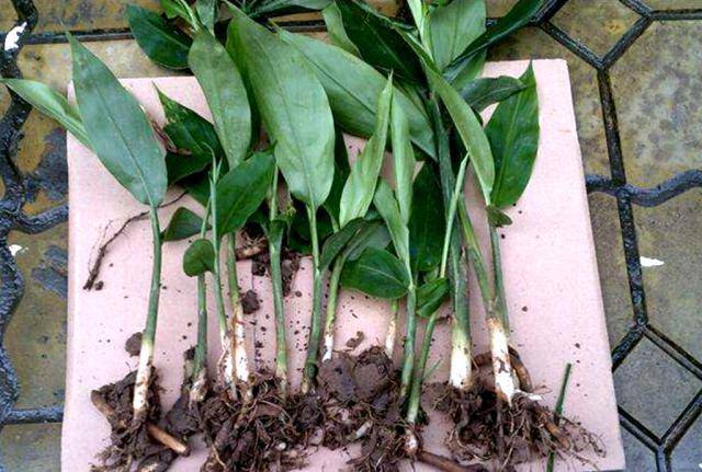 农村有一物,人称"洋火姜",是"亚洲人参",网友:每年必吃!_食材