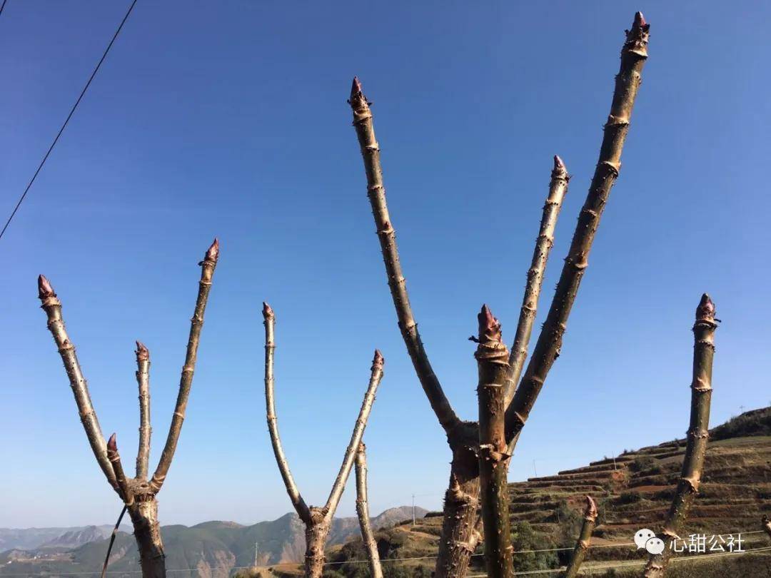 生长于打营村的刺脑包,抗性强,肉头厚,颜色较好,品质上佳,尤其春天