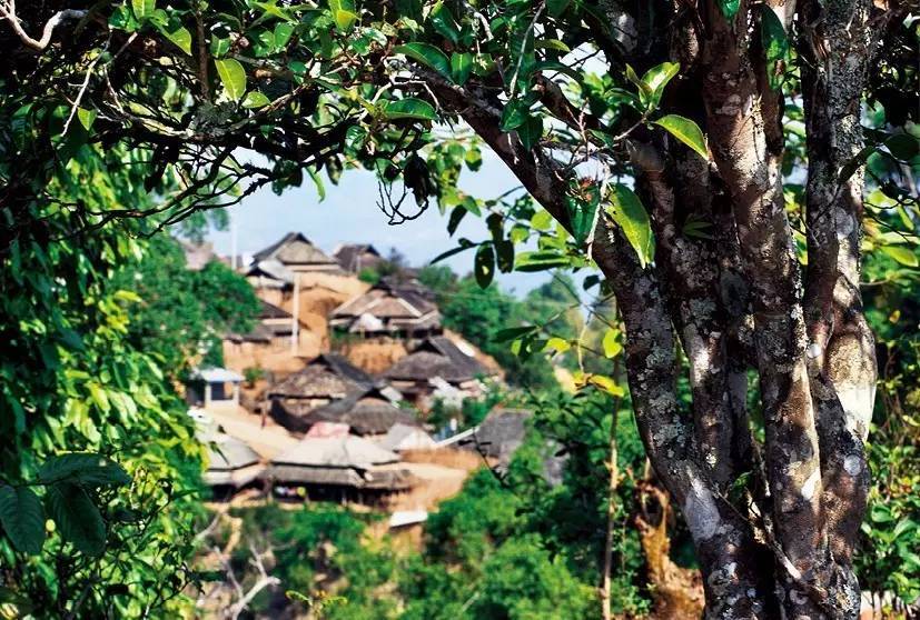 布朗山系中仅次于老班章的名茶——贺开古茶园_茶树_茶山_面积
