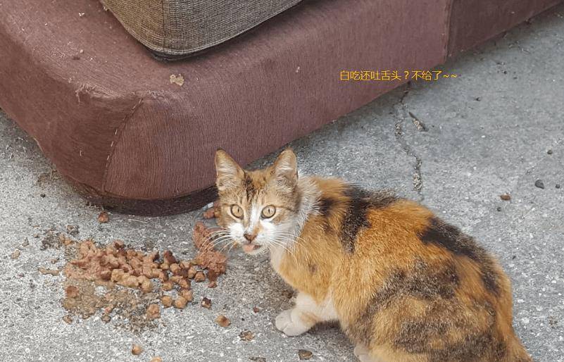 三花猫妈带娃见恩人，却意外“翻车”，2只小猫不领情，惹来邻居抱怨