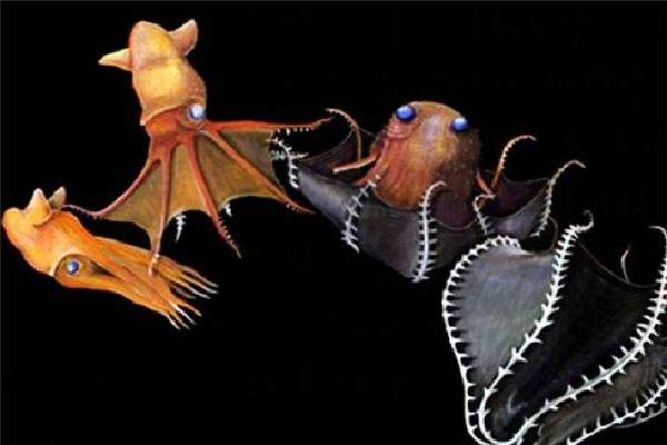 原创章鱼和乌贼的祖先人称海上吸血鬼幽灵蛸真的会吸血吗