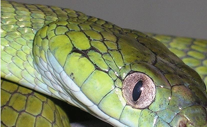 蛇属相今年多少岁 4bd2f7214829425b8d912e3ddacd739b.jpeg