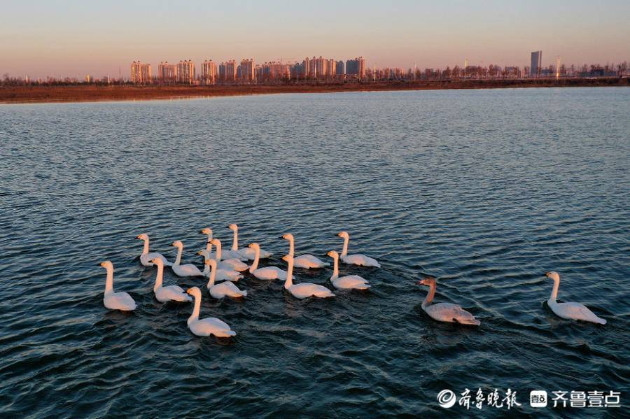 上百隻天鵝扮靚東營溼地風景線