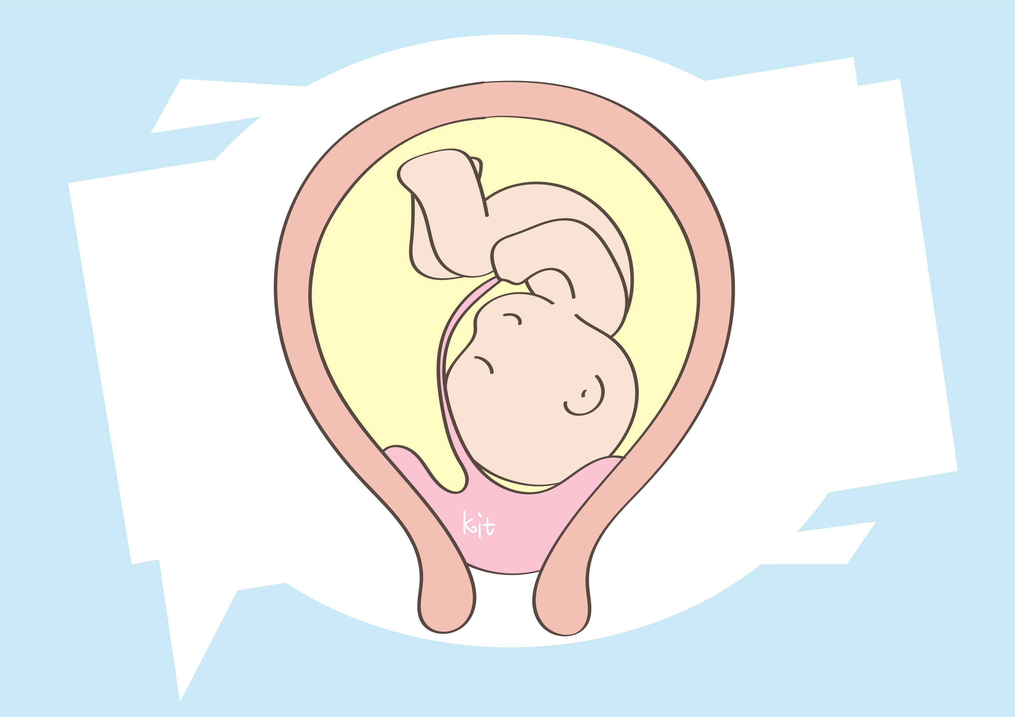 胎儿发育卡通图片