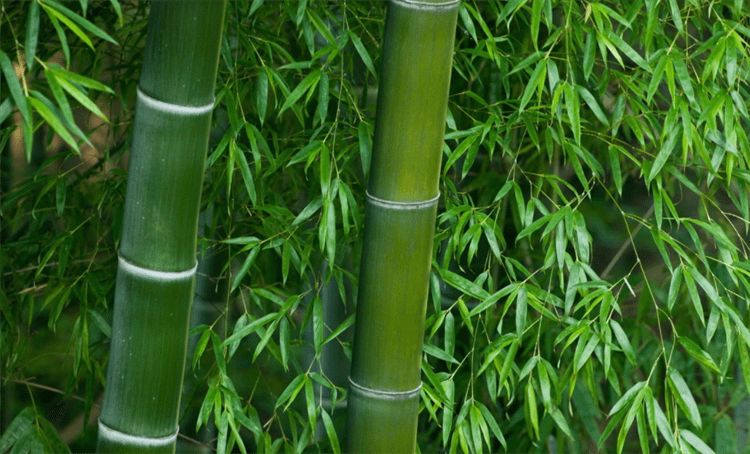 冷科普:竹子是什麼類型的植物?