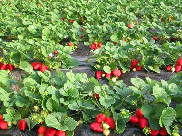 种植草莓对环境的要求种植草莓用什么样的肥料好