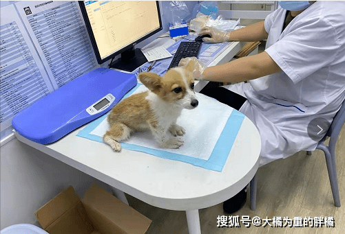 治疗黑心商家遗弃患病小柯基，幸被女孩极力搭救，主人一直被蒙在鼓里