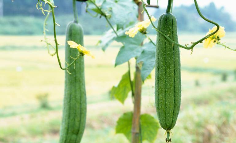 丝瓜的功效与作用禁忌 2c8222fff31b40f5b605a02ec957bb44.jpeg