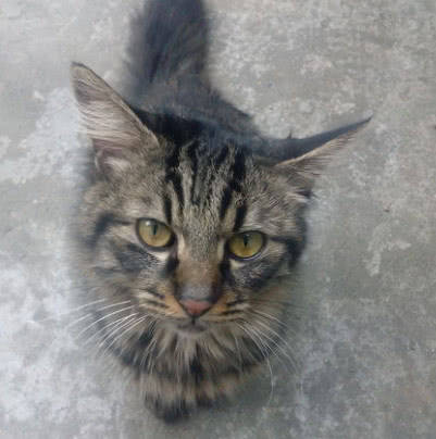 猫咪猫咪夜不归宿，第二天回来时主人气笑了，你还有脸回来