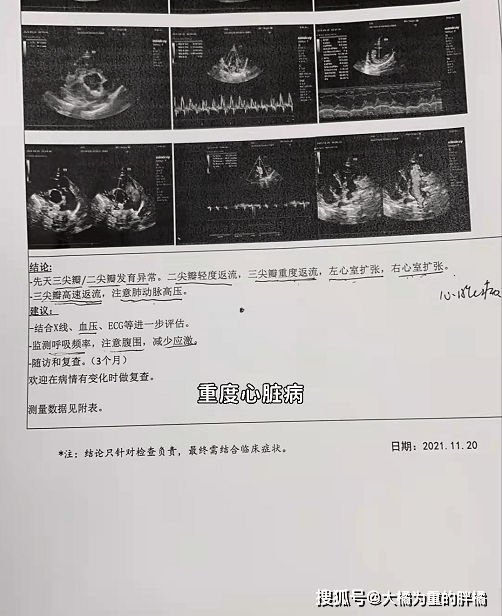 治疗黑心商家遗弃患病小柯基，幸被女孩极力搭救，主人一直被蒙在鼓里