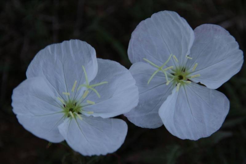 首次看月亮花开