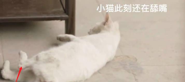 剧情|《当家主母》疑有虐猫剧情？剧方回应后却被萌宠博主质疑