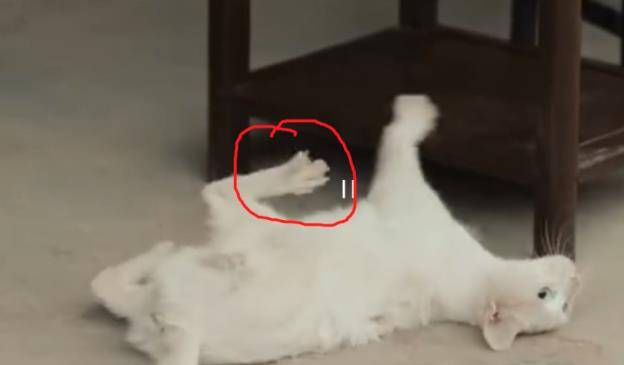 剧情|《当家主母》疑有虐猫剧情？剧方回应后却被萌宠博主质疑