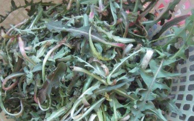 婆婆丁是苦碟子吗 f7d9ce40e5e64469b944adb997b8e0e2.jpeg