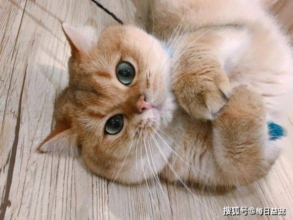 什么金渐层爱上布偶猫，还生了一窝谁也不像的崽，谁的锅？