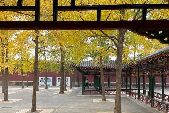  原创 这里是北京｜中山公园内长廊配银杏，越看越好看