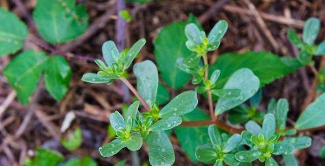 葡萄糖|天然二甲双胍，每天吃一点，或许能稳定血糖