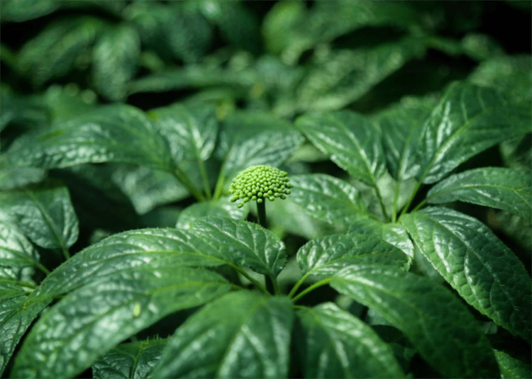 盘点叫“金不换”的植物有14种，个个价值名贵，多数外形却很普通_手机搜狐网