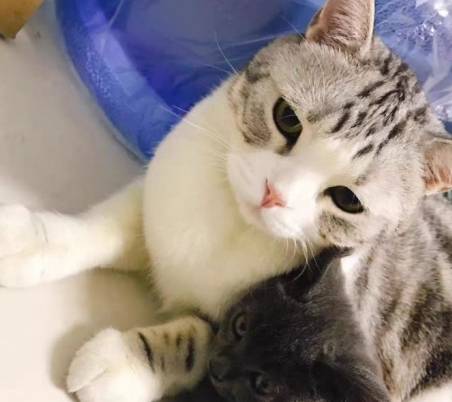 猫咪毛球症竟然能致死 卫仕 毛发 品牌