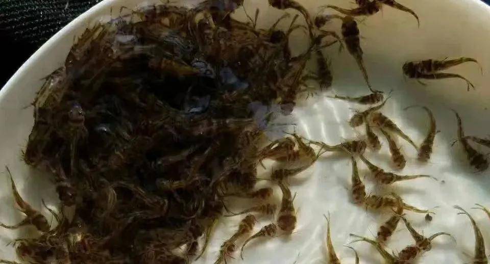 如何杀黄颡鱼 05b1949f44e845cfa5ef8f2bec4bf2b3.jpeg