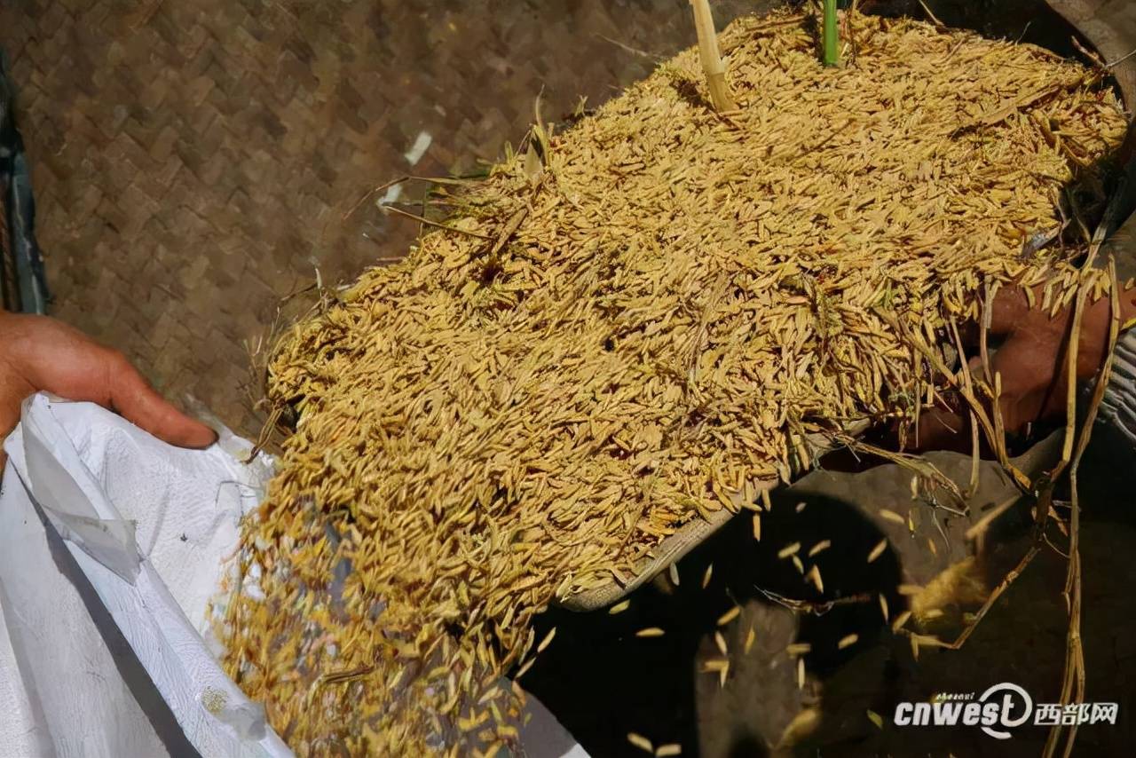 一粒桓仁富硒大米的故事带你了解大米的一生